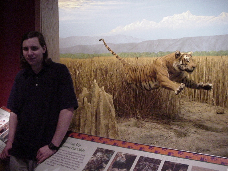 Taylor With A Tiger.jpg